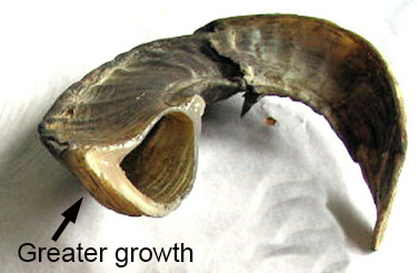 Rams Horn