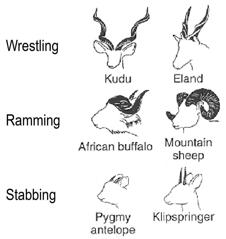 horn behavior