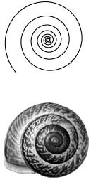 logSprialSnail