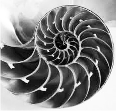 nautilus