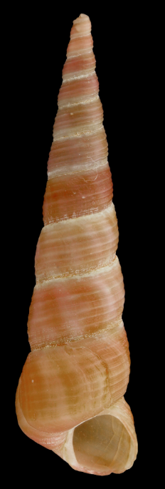 horn behavior